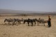 Una mujer nómada lleva a sus animales a un pozo de agua en el Sáhara.
