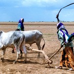 Somali Arando