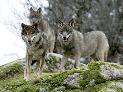 Manada de lobos ibéricos | Juan José González Vega / Licencia GNU