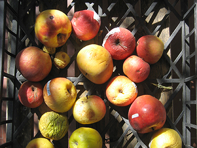 Manzanas en una granja del Lago di Garda, (Italia, 2009) | © Alejandro Luque