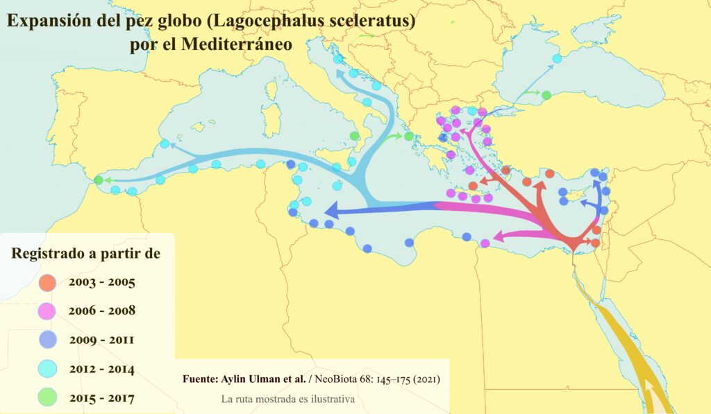 Pezglobo Expansion